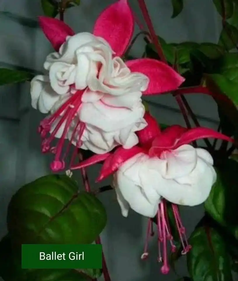 Продам укорененные черенки фуксии - Хобби и отдых в Пенза