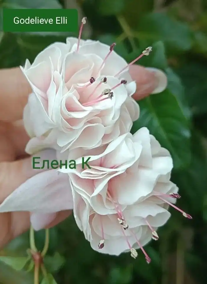 Продам укорененные черенки фуксии - Хобби и отдых в Пенза