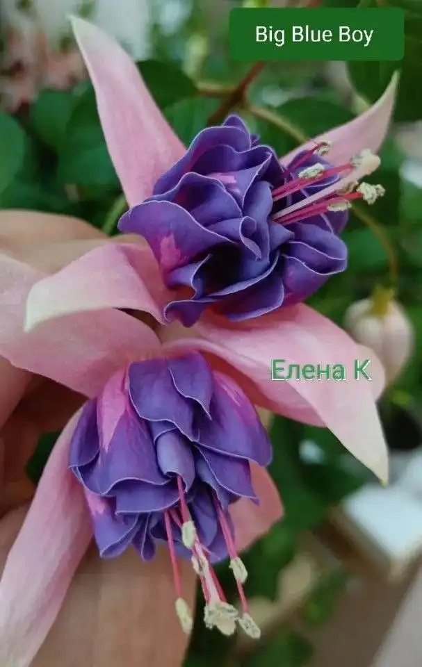 Продам укорененные черенки фуксии - Хобби и отдых в Пенза