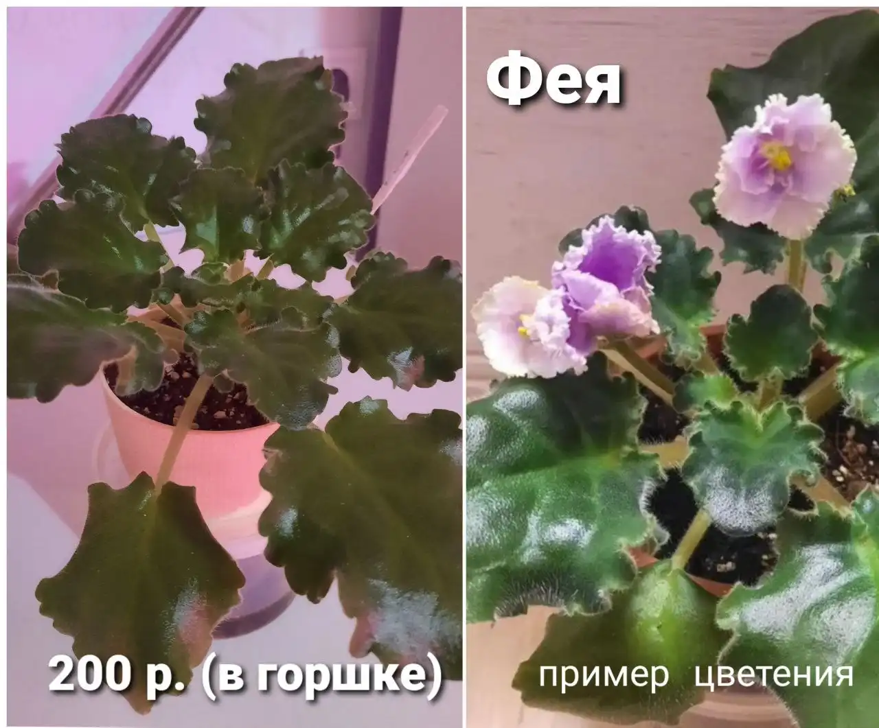 Фиалка 'Фея' - Растения (Хобби и отдых) в Пенза