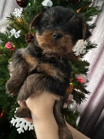 Продам щенка Йорка - Животные в Пенза