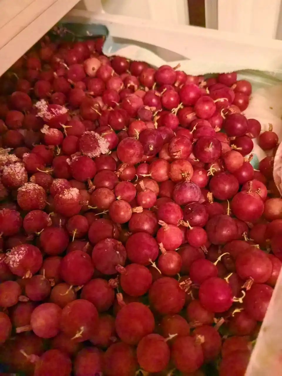 Продажа замороженных ягод в Пензе - Продукты питания (Барахолка) в Пенза