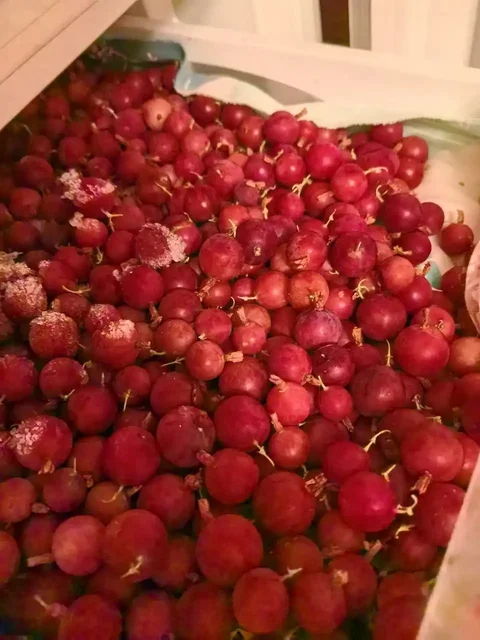 Продажа замороженных ягод в Пензе - Барахолка в Пенза