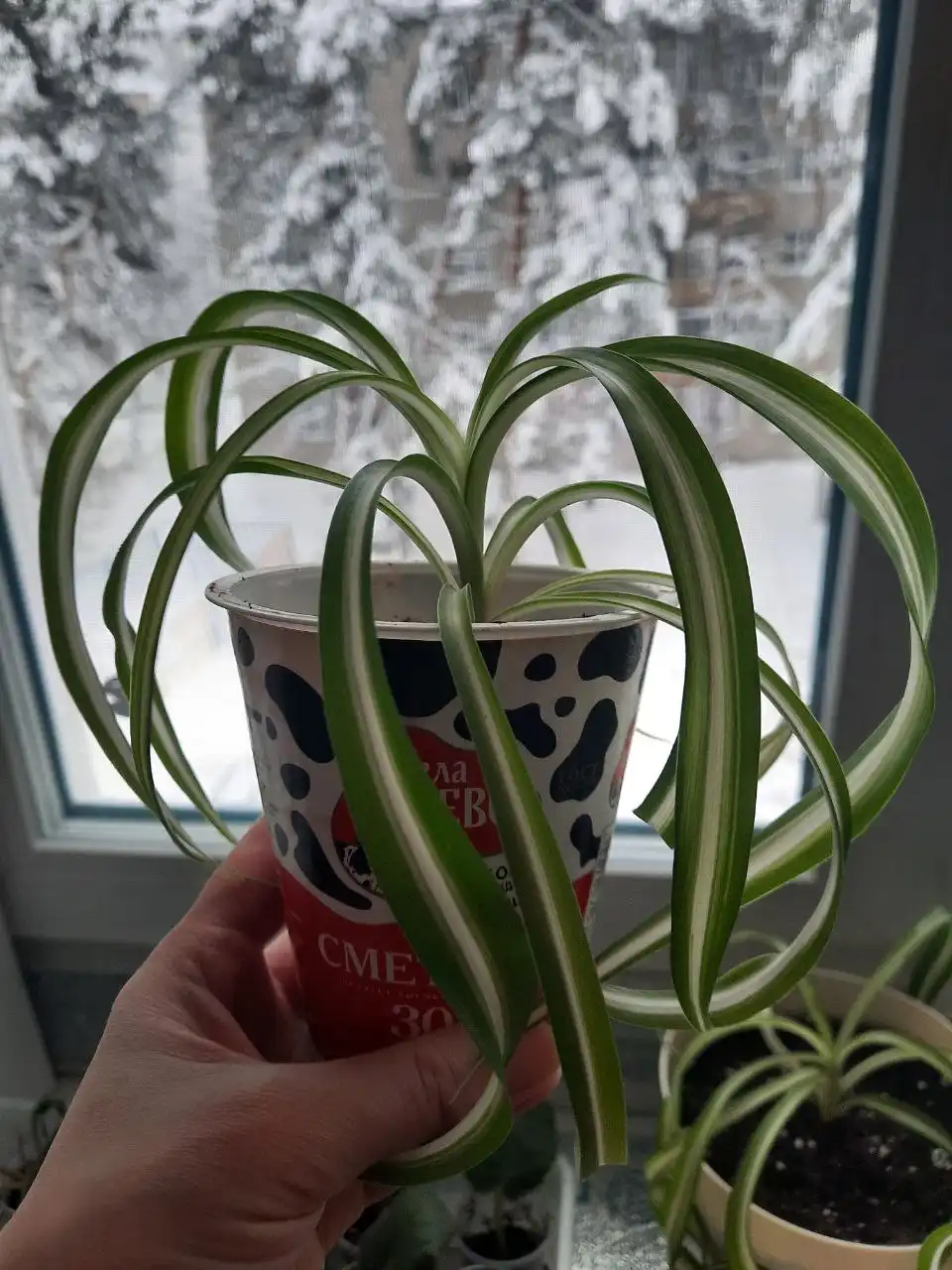 Хлорофитум кудрявый - Растения (Хобби и отдых) в Пенза