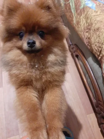 Подрощенный шпиц 8 месяцев - Товары для животных в Самара