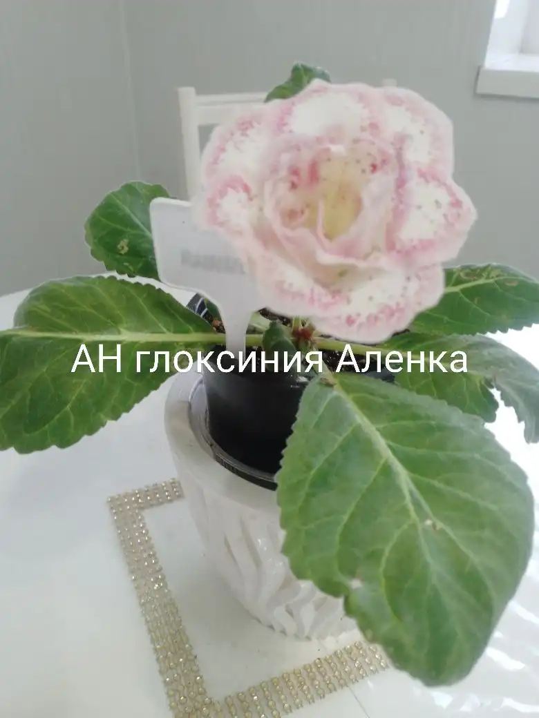 Продам Глоксинию Аленка - Растения (Хобби и отдых) в Пенза