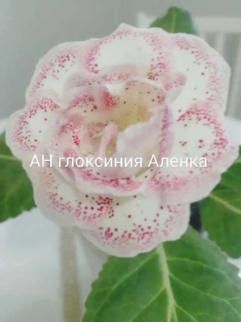 Продам Глоксинию Аленка - Растения (Хобби и отдых) в Пенза