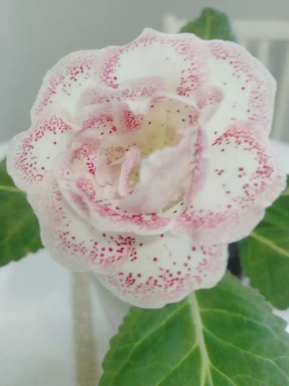 Продам Глоксинию Аленка - Растения (Хобби и отдых) в Пенза