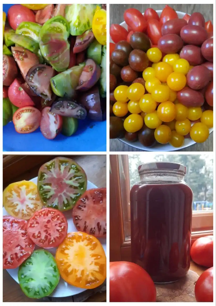 Продажа семян сортовых томатов - Семена растений (Хобби и отдых) в Пенза