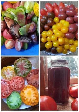 Продажа семян сортовых томатов - Фитнес-абонементы в Пенза