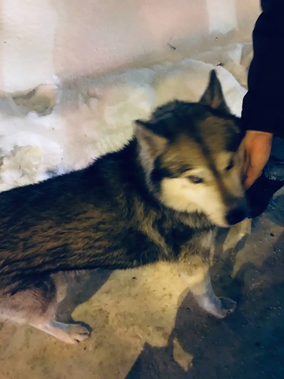 Найден хаски на остановке Центральный рынок - Животные в Пенза