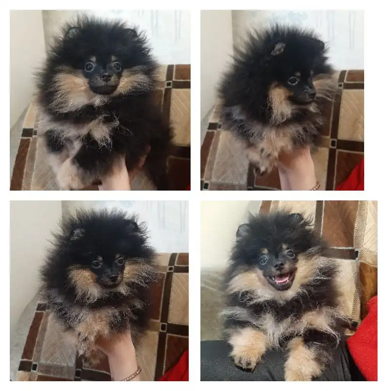 Померанский шпиц черно-подпалого окраса 3 месяца - Собаки (Животные) в Самара