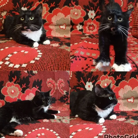 Кошка Луна ищет дом - Животные в Пенза