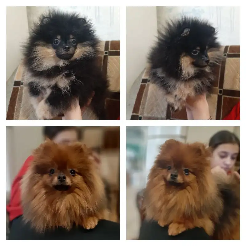 Померанский шпиц для любящей семьи - Собаки (Животные) в Самара