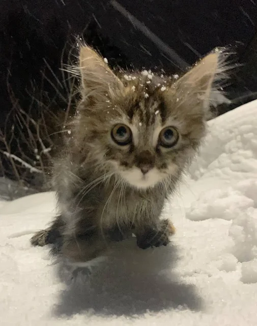 Кошка девочка 1,5 месяца ищет дом - Животные в Пенза