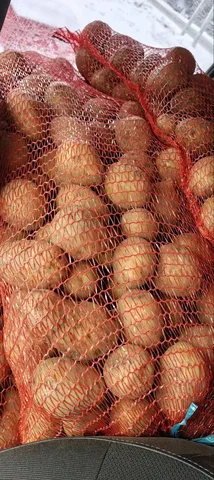 Картофель сорт Галла - Барахолка в Пенза