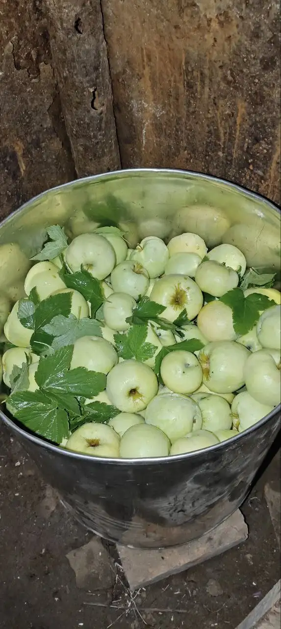 Яблоки моченые Антоновка - Барахолка в Пенза