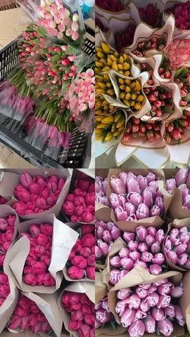 Предзаказ на свежие тюльпаны - частное объявление в Пенза