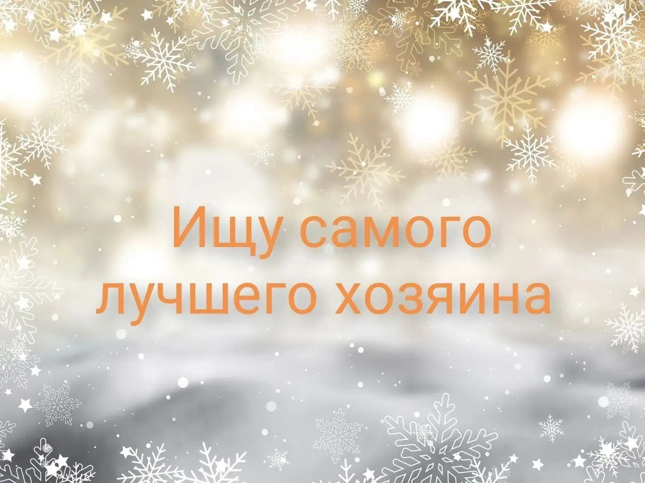 Кот Шелтон в поисках дома - Кошки (Животные) в Пенза