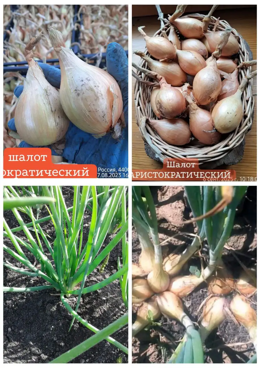 Посадочный материал шалота Аристократический - Сад и огород (Хобби и отдых) в Пенза