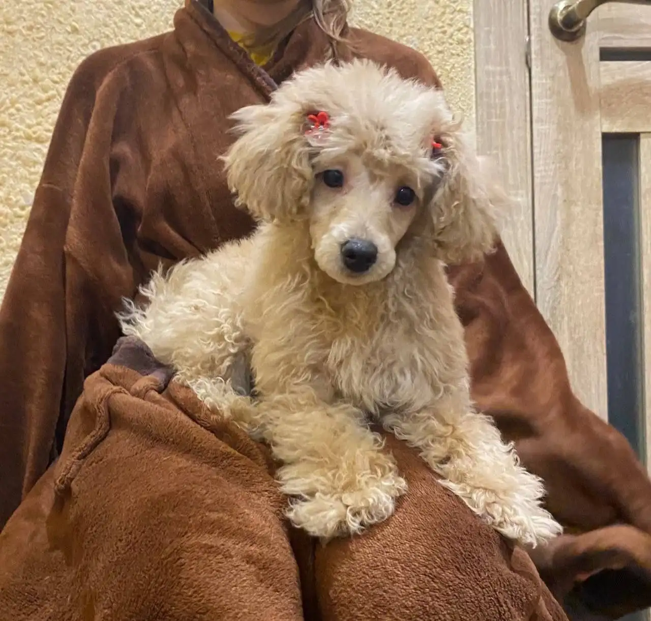 Продажа щенка миниатюрного пуделя девочки 3 месяца - Собаки (Животные) в Саратов