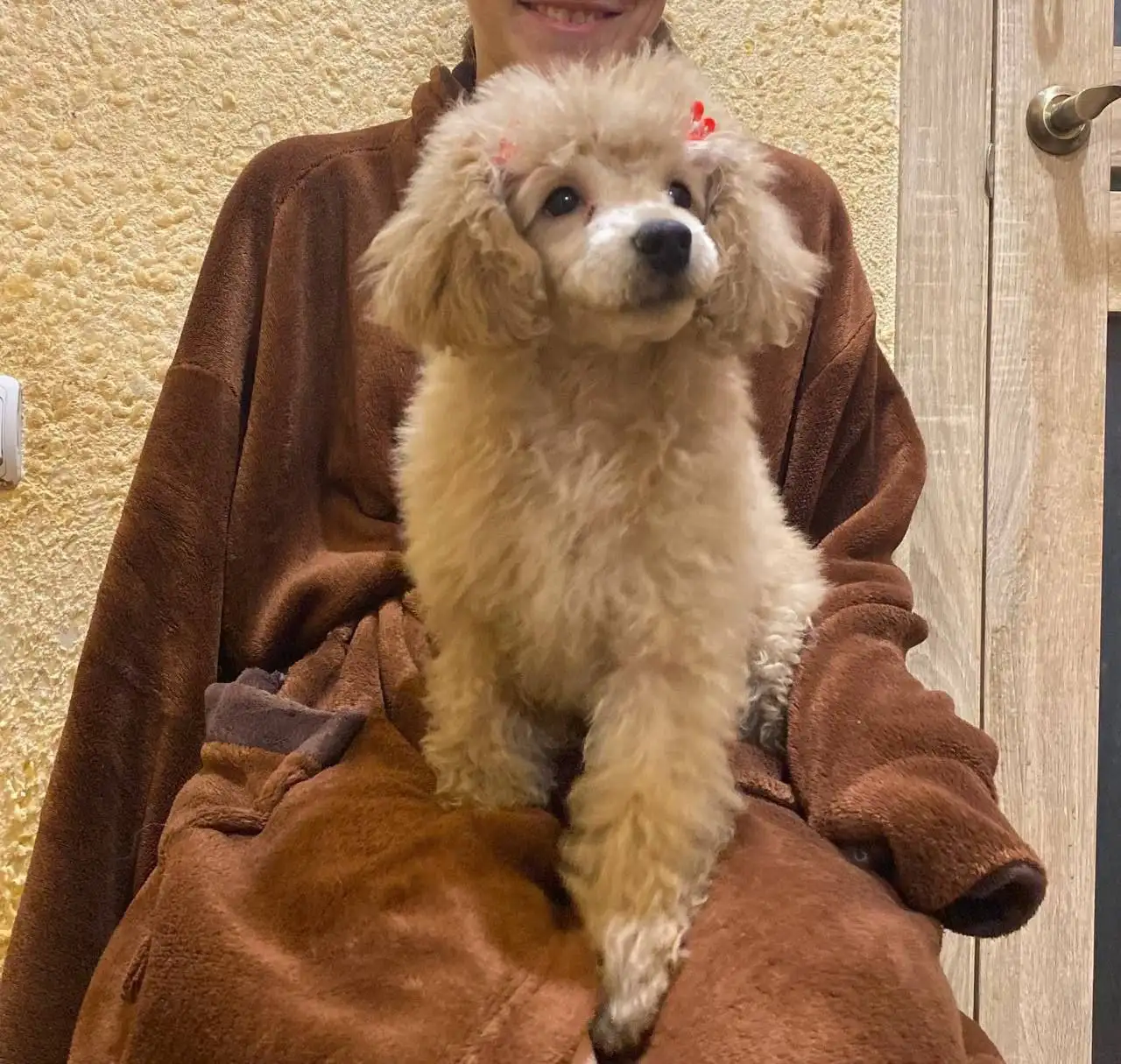 Продажа щенка миниатюрного пуделя девочки 3 месяца - Собаки (Животные) в Саратов