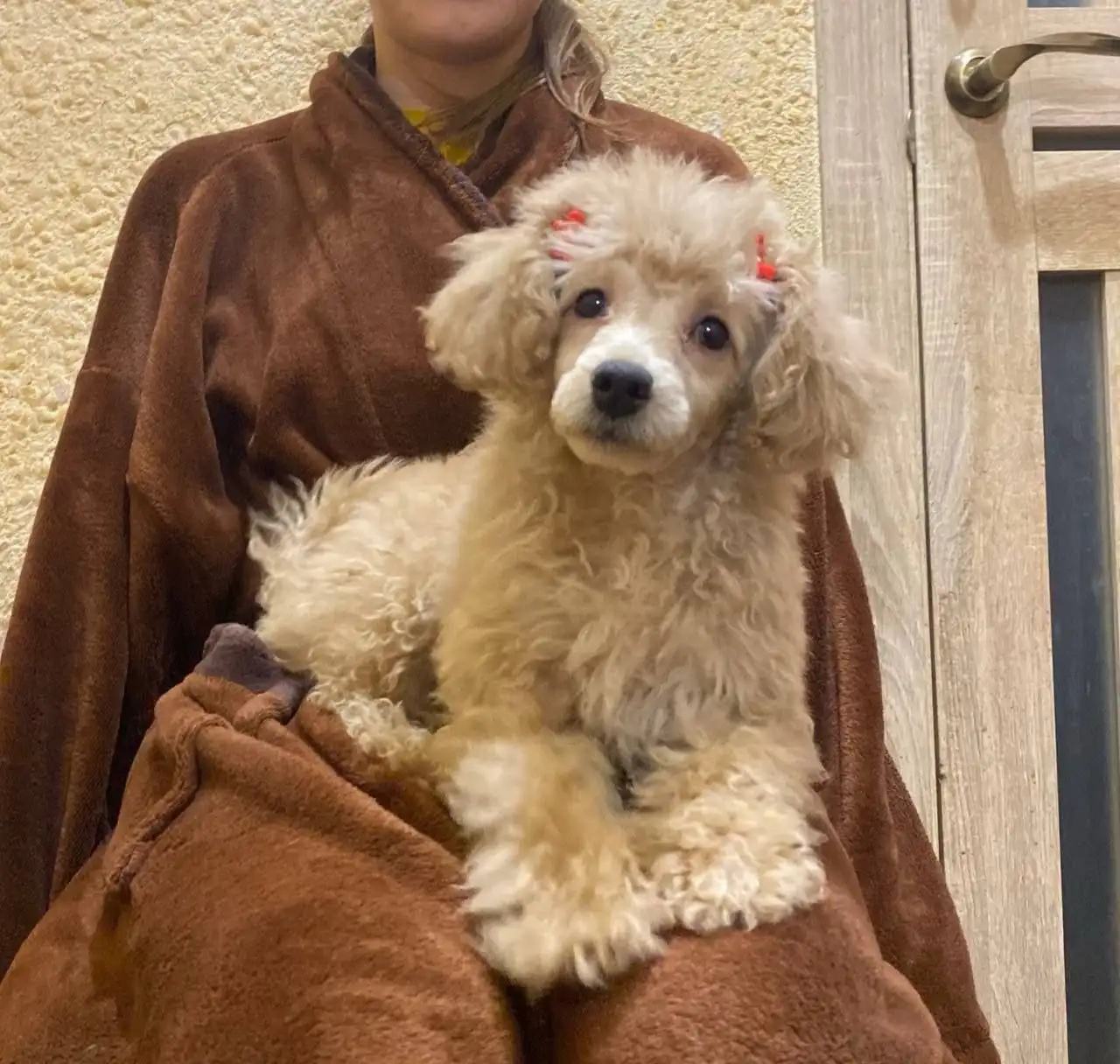 Продажа щенка миниатюрного пуделя девочки 3 месяца - Собаки (Животные) в Саратов