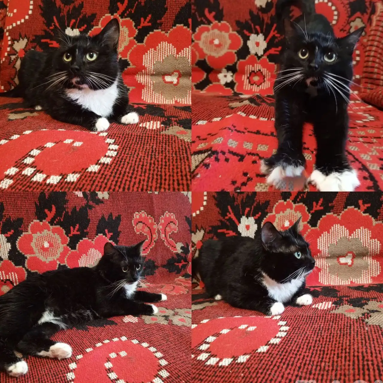 Кошка Луна черно-белого окраса ищет дом - Кошки (Животные) в Пенза