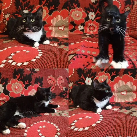 Кошка Луна черно-белого окраса ищет дом - частное объявление в Пенза