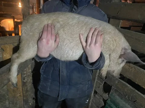 Продажа поросят породы Венгерская мангалица + Крупная белая - Сельскохозяйственные животные в Пенза