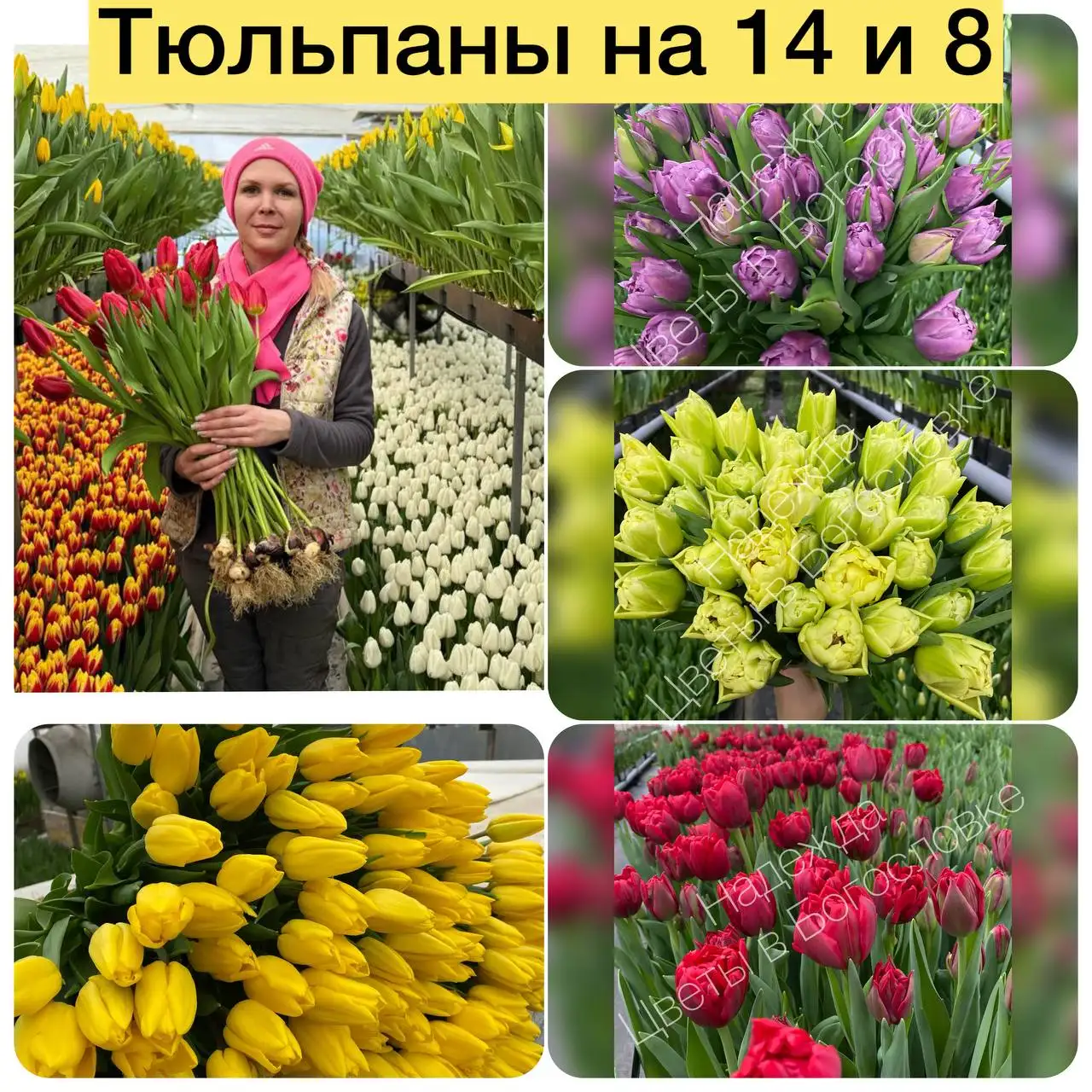 Тюльпаны из Богословки к 8 марта - Барахолка в Пенза