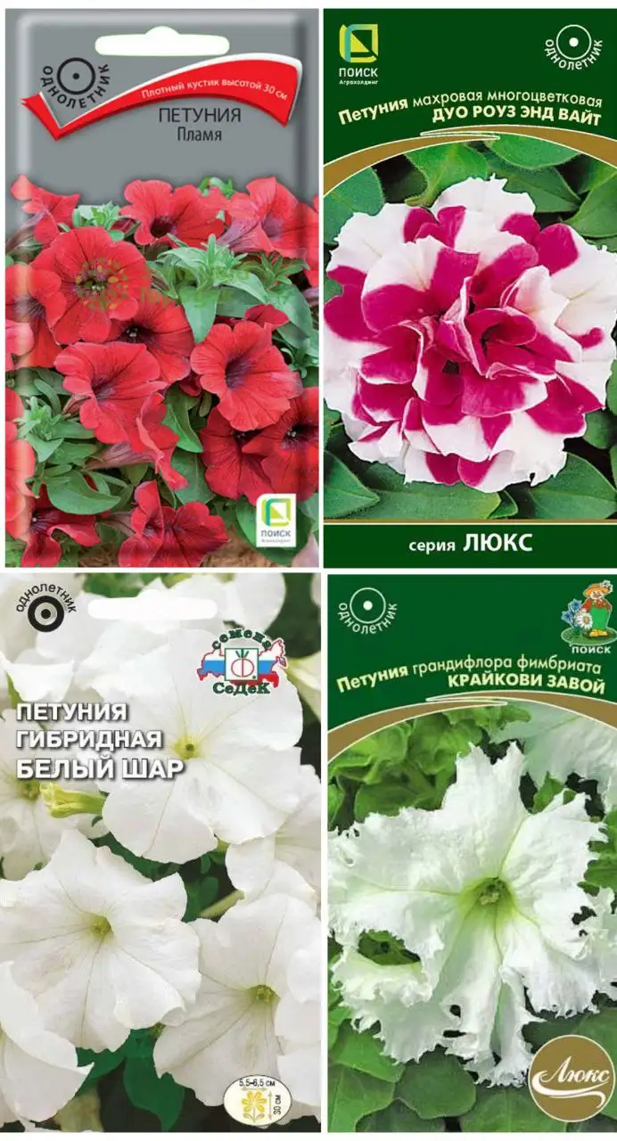 Рассада петунии - Растения (Хобби и отдых) в Пенза