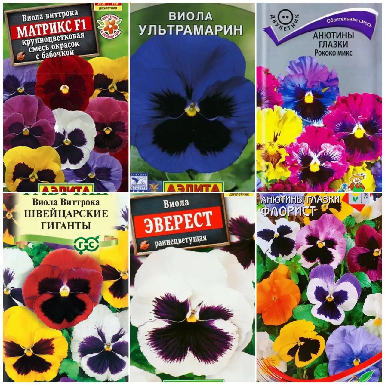 Продажа рассады виолы - Растения и семена (Хобби и отдых) в Пенза