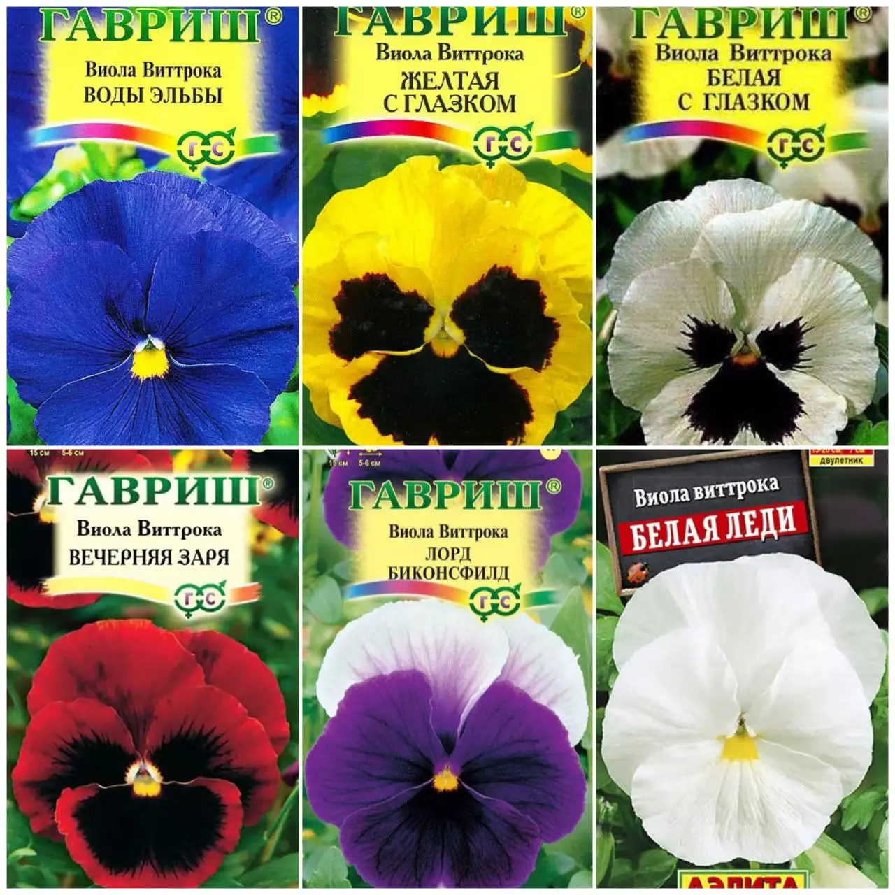 Продажа рассады виолы - Растения и семена (Хобби и отдых) в Пенза