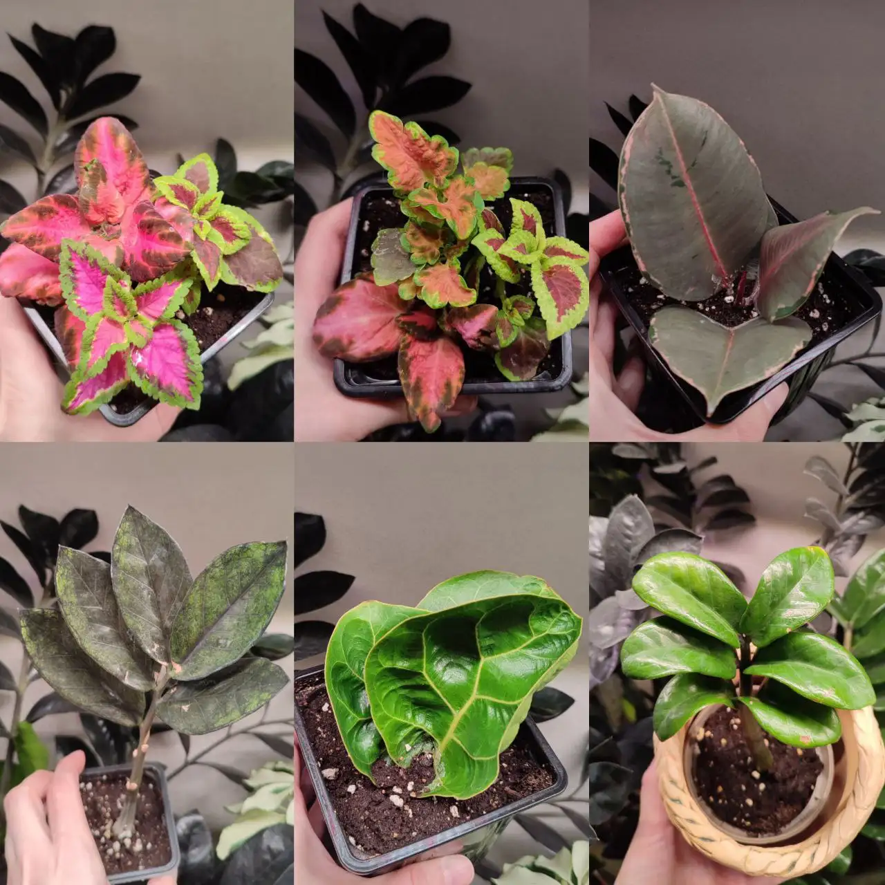 Продажа комнатных растений - Растения (Хобби и отдых) в Пенза