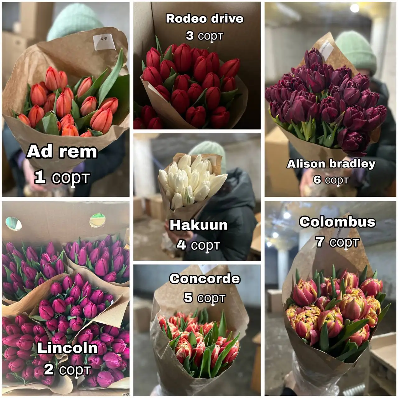 Свежие тюльпаны разных сортов с доставкой - Цветы (Хобби и отдых) в Пенза