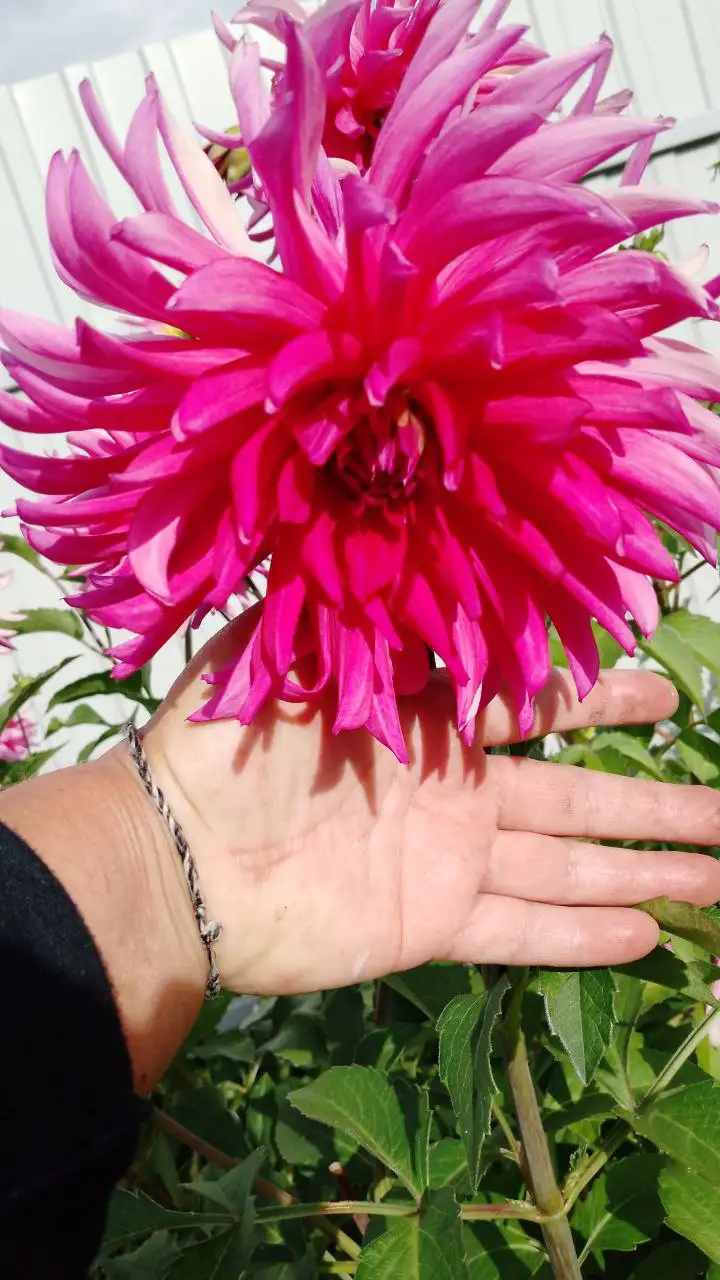 Продажа укорененных черенков георгина Валюша - Растения (Хобби и отдых) в Пенза