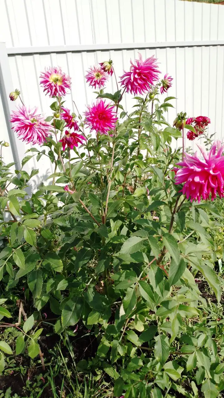 Продажа укорененных черенков георгина Валюша - Растения (Хобби и отдых) в Пенза