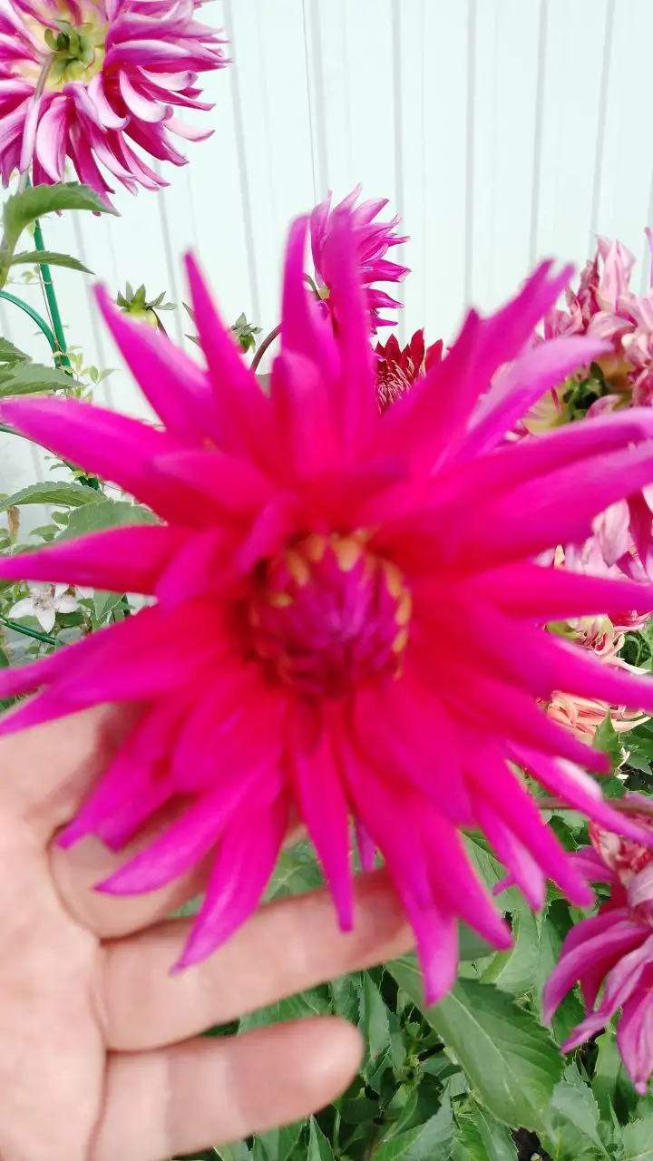 Продажа укорененных черенков георгина Валюша - Растения (Хобби и отдых) в Пенза