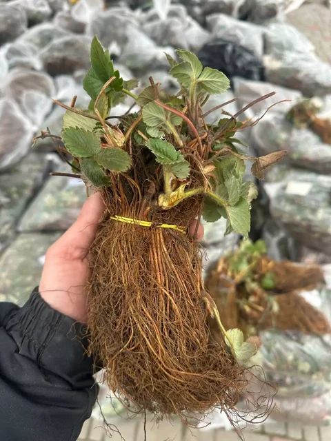 Саженцы клубники и малины с доставкой - Растения/рассада в Пенза