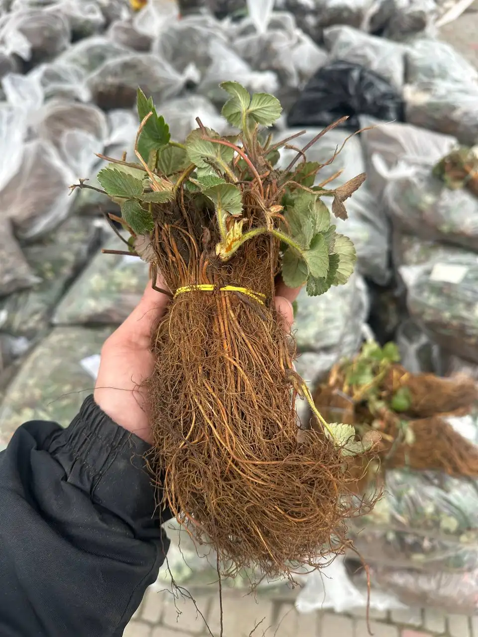 Саженцы клубники и малины с доставкой - Садоводство (Хобби и отдых) в Пенза