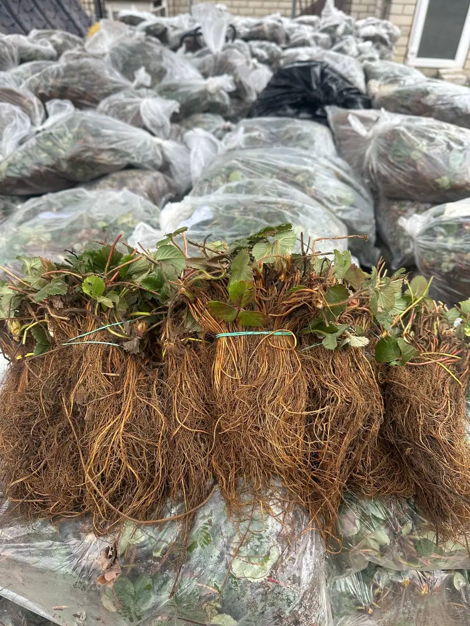 Саженцы клубники и малины с доставкой - Садоводство (Хобби и отдых) в Пенза