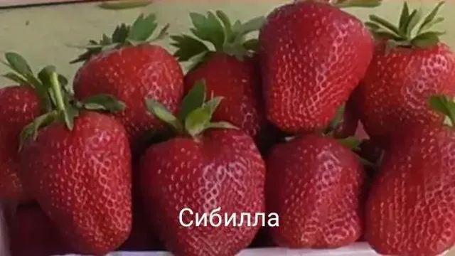 Предзаказ сортовых саженцев клубники на апрель-май 2026 от Ишеевского питомника - частное объявление в Пенза