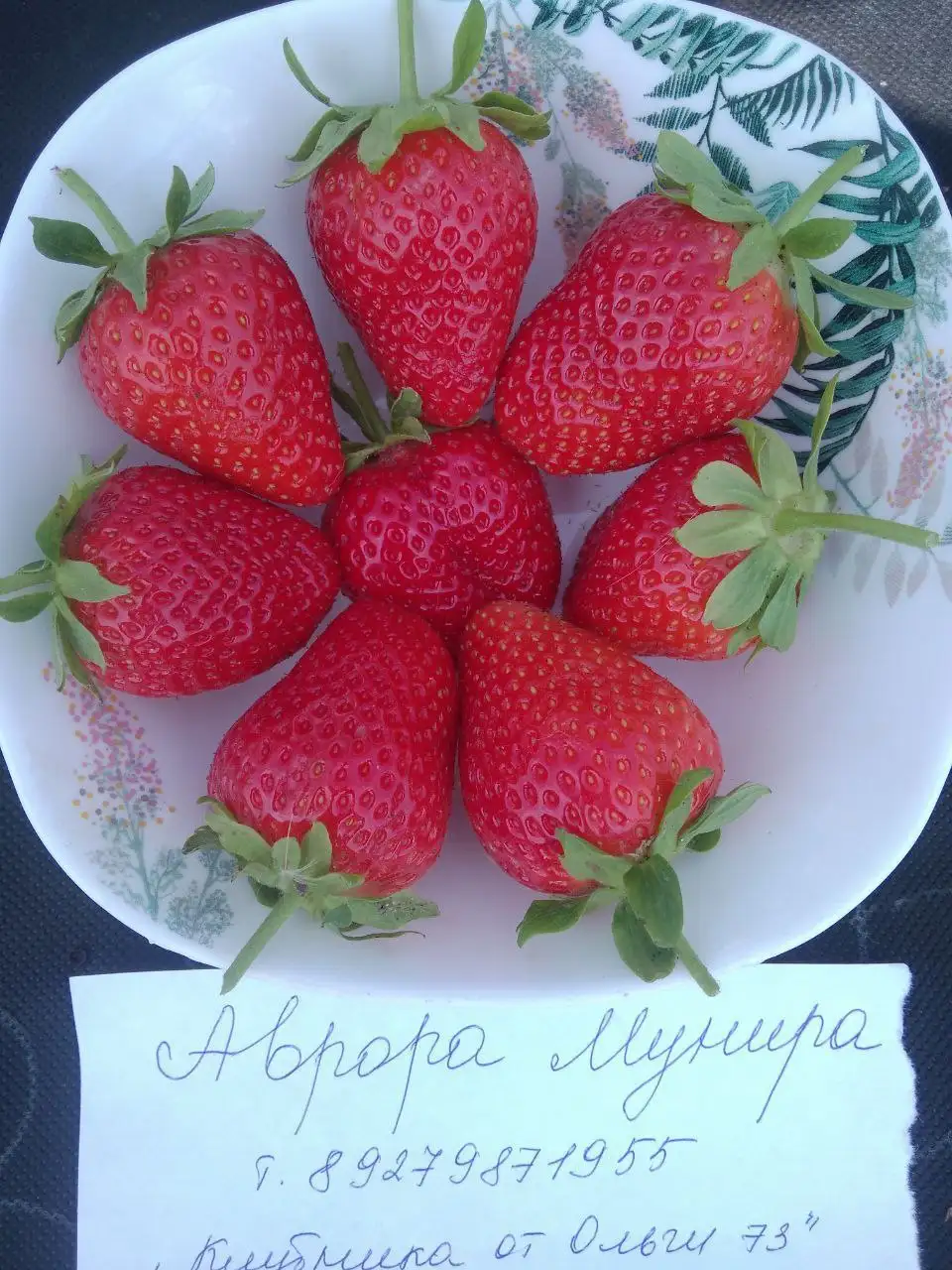 Предзаказ сортовых саженцев клубники на апрель-май 2026 от Ишеевского питомника - Садоводство (Хобби и отдых) в Пенза