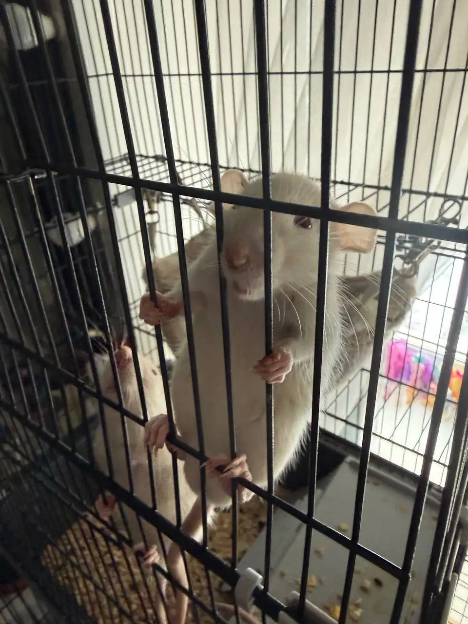 Продажа крыс 3 месяца - Грызуны (Животные) в Пенза