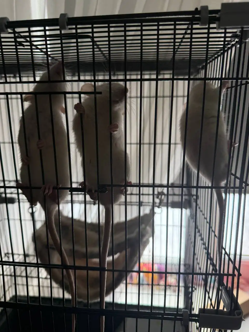 Продажа крыс 3 месяца - Грызуны (Животные) в Пенза