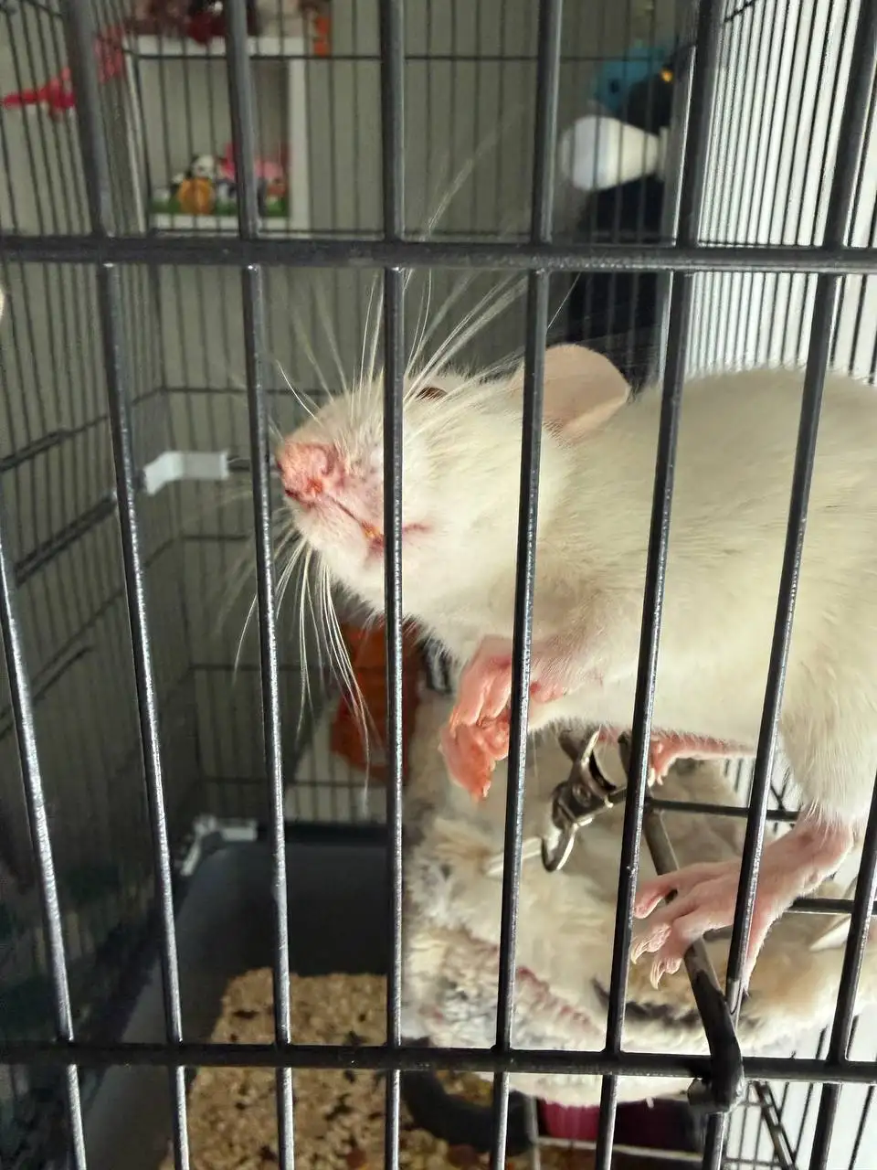 Продажа крыс 3 месяца - Грызуны (Животные) в Пенза