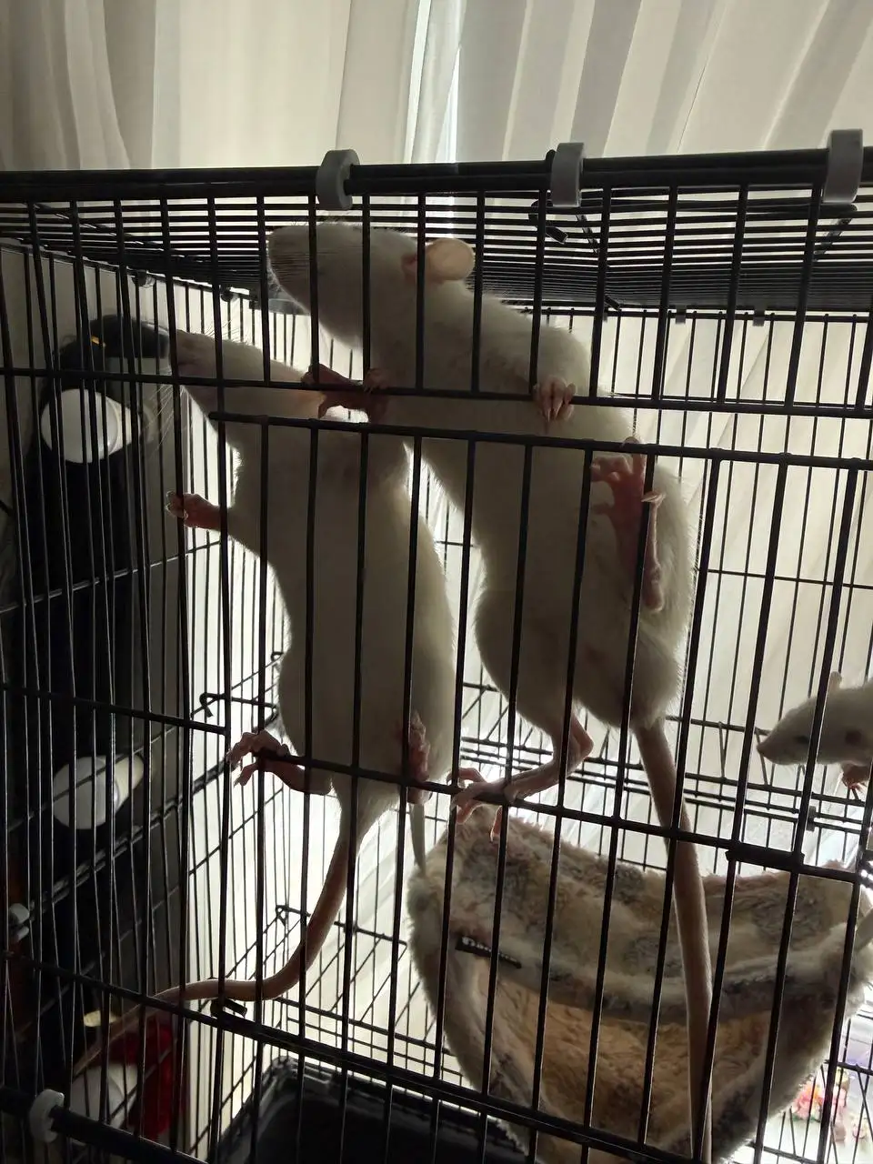 Продажа крыс 3 месяца - Грызуны (Животные) в Пенза