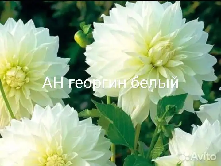 Продажа укорененных черенков георгина белого - Растения (Хобби и отдых) в Пенза