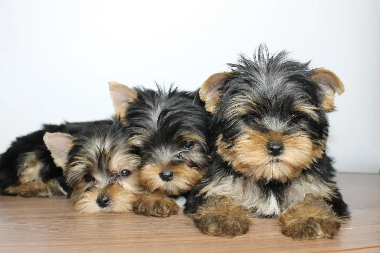 Продажа щенков йоркширского терьера - Собаки (Животные) в Саратов